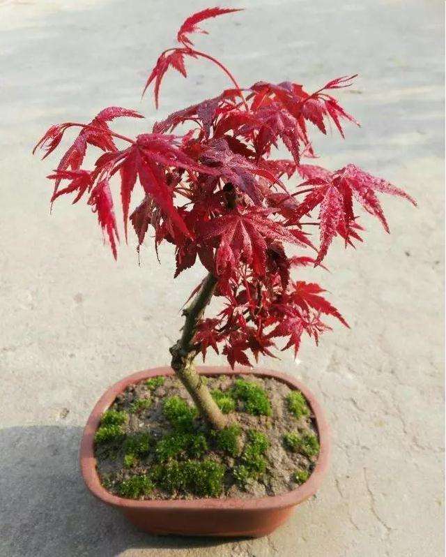 红枫盆景怎么摘叶技巧 图片