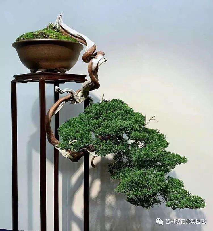 盆景生长不良最容易被忽视的情况