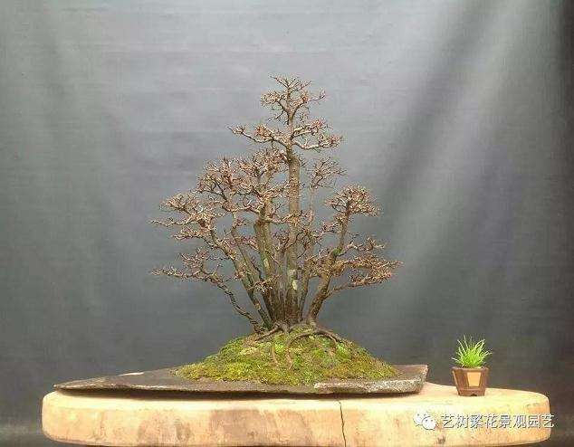 盆景生长不良最容易被忽视的情况