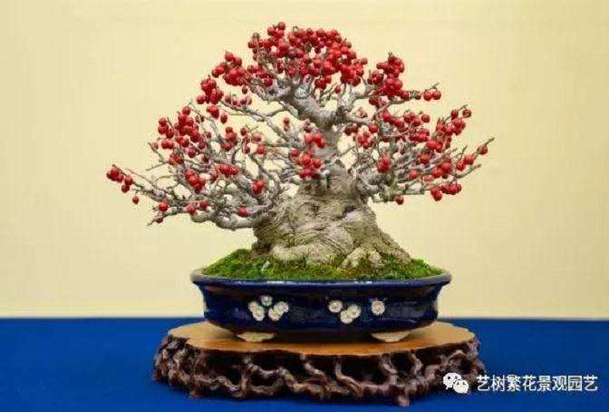 盆景生长不良最容易被忽视的情况