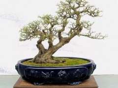 铁包金下山桩怎么浸泡生根的方法