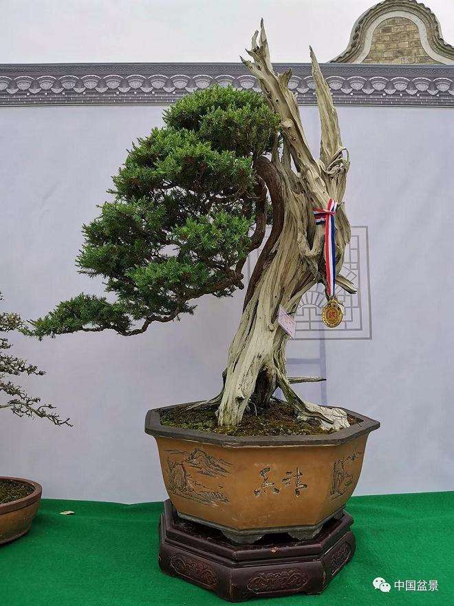 钟祥节花木盆景展今日开幕