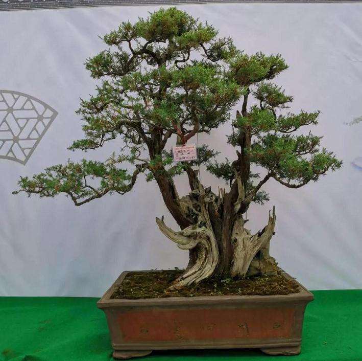 钟祥节花木盆景展今日开幕