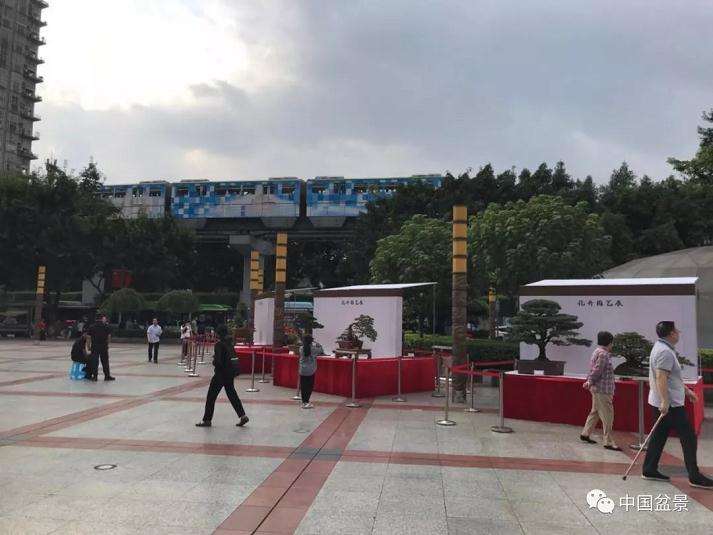 重庆市国庆盆景花艺展精彩亮相
