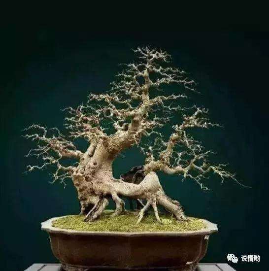 杂木盆景枝干怎么快速增粗的方法