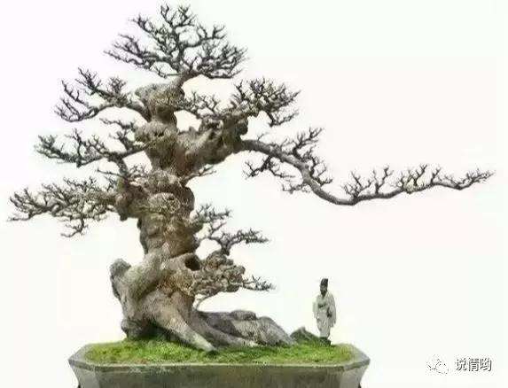 杂木盆景枝干怎么快速增粗的方法