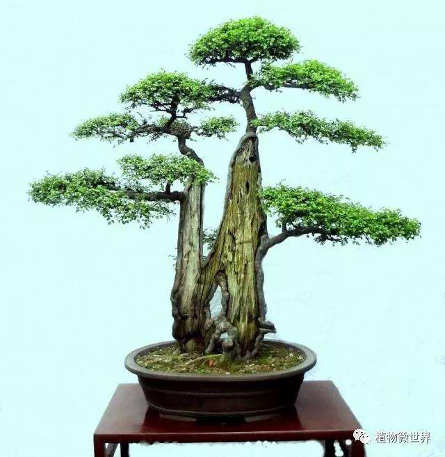 榆树小苗该如何做成盆景 图片