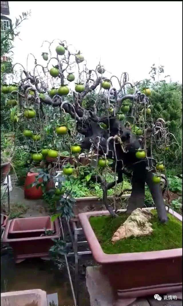 怎么把金弹子打造成垂柳式盆景