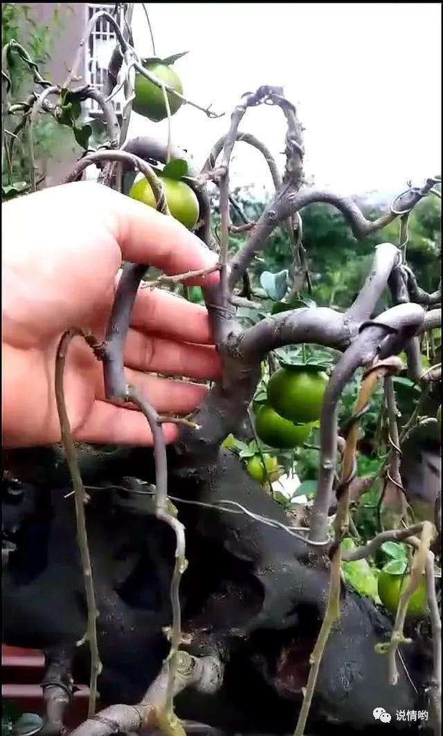 怎么把金弹子打造成垂柳式盆景