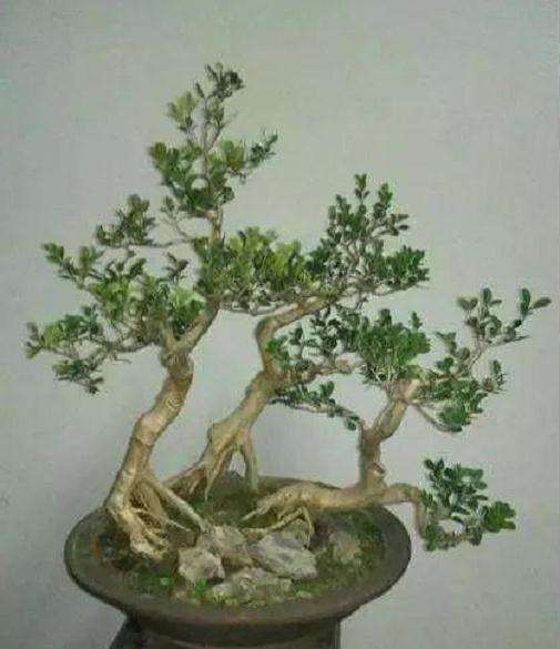 怎样才能养好小叶黄杨盆景的方法