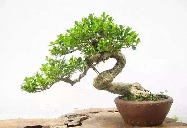 怎样才能养好小叶黄杨盆景的方法