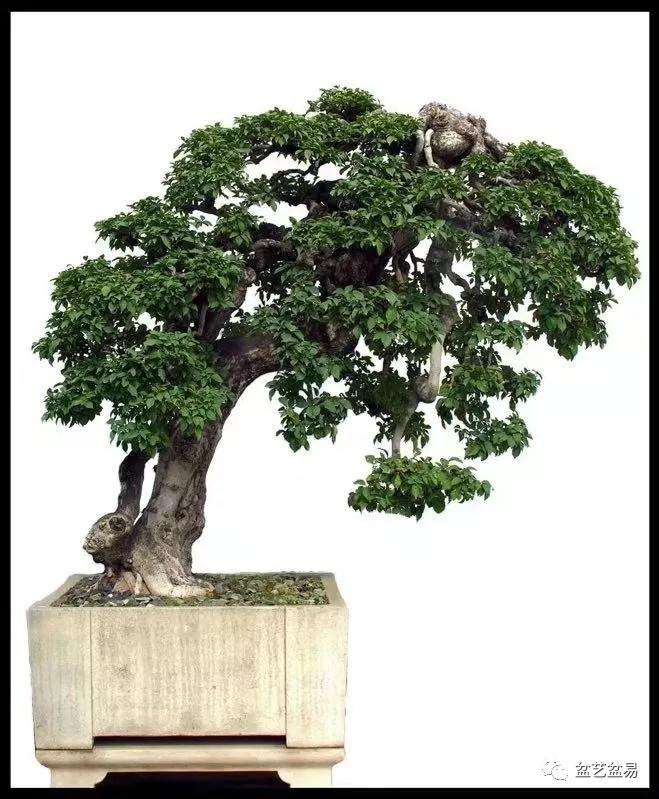 独帜一格的陈允源先生盆景鉴赏