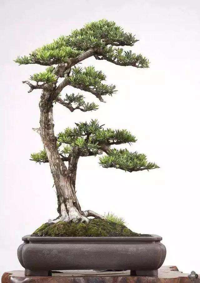 修剪和蟠扎是盆景造型的最基本的手法