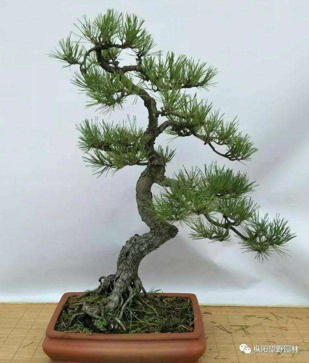 修剪和蟠扎是盆景造型的最基本的手法