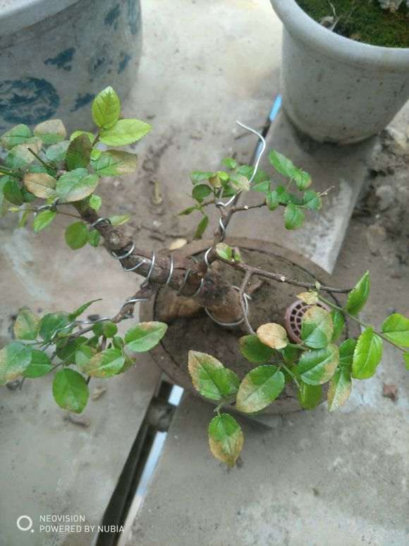 请教雀梅下山桩枯叶是什么原因