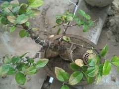 请教雀梅下山桩枯叶是什么原因