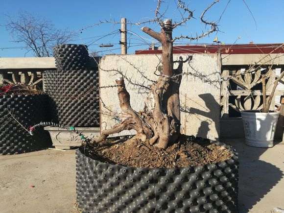 为什么冬季蟠扎雀梅下山桩很容易折枝