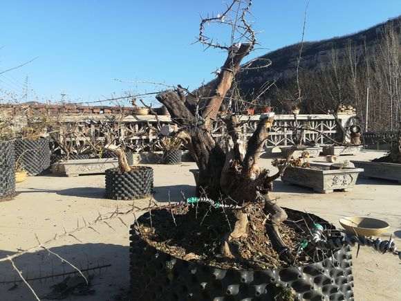 为什么冬季蟠扎雀梅下山桩很容易折枝