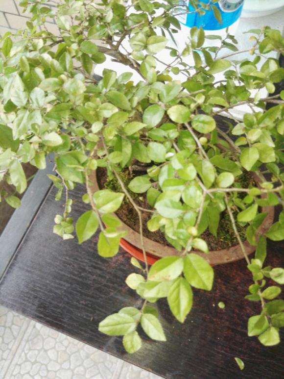 雀梅下山桩3月换盆后 开始嫩芽干枯