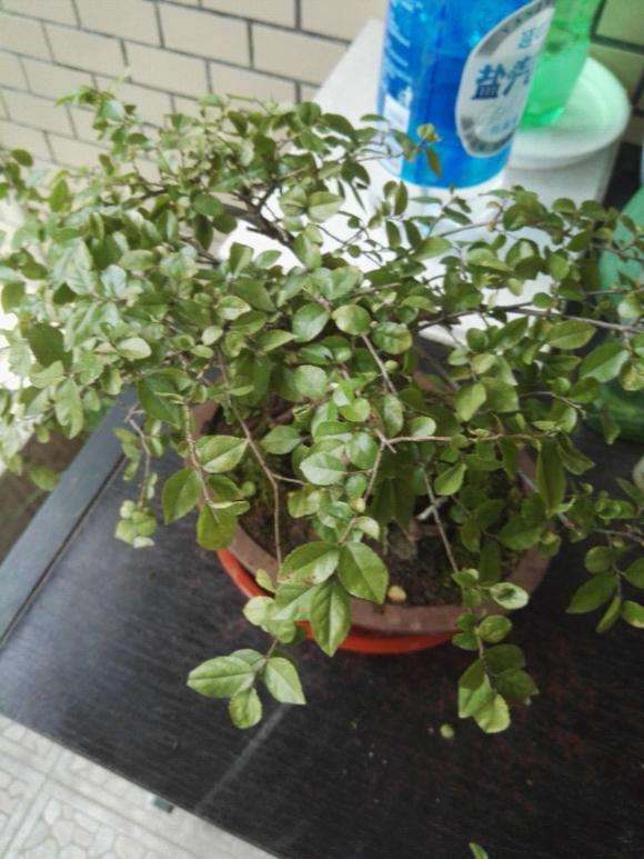 雀梅下山桩3月换盆后 开始嫩芽干枯