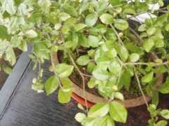 雀梅下山桩3月换盆后 开始嫩芽干枯