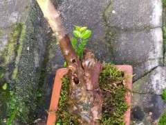 怎么才能让雀梅下山桩开花后结果