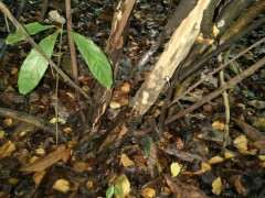 雀梅下山桩是脱皮好 还是不脱皮的好