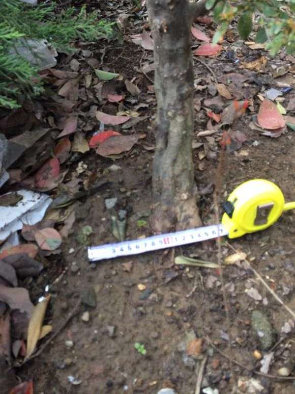 小叶红芽练手雀梅下山桩3年熟桩