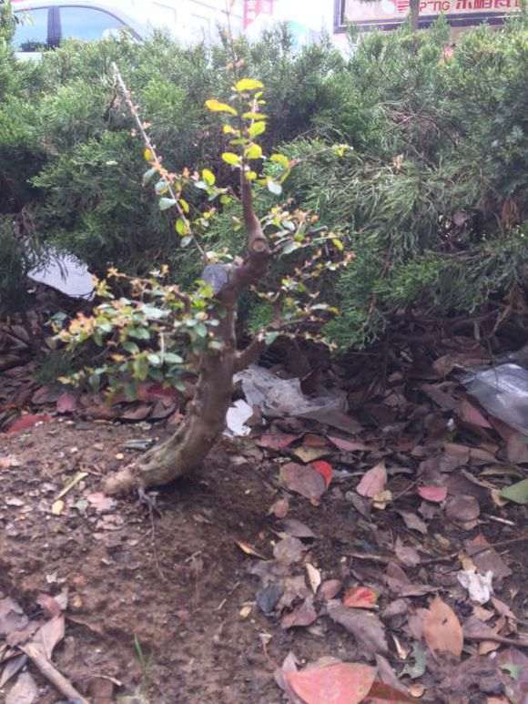 小叶红芽练手雀梅下山桩3年熟桩