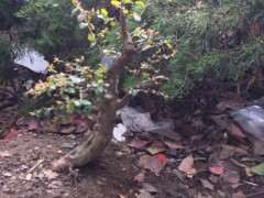 小叶红芽练手雀梅下山桩3年熟桩