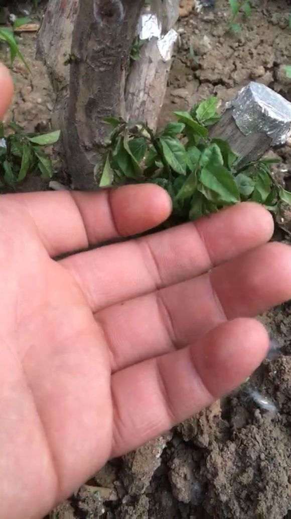 雀梅下山桩新枝条像回芽后缺水 怎么办