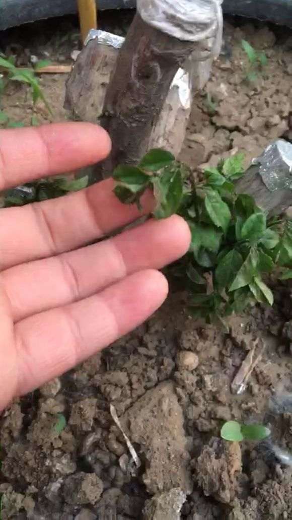 雀梅下山桩新枝条像回芽后缺水 怎么办