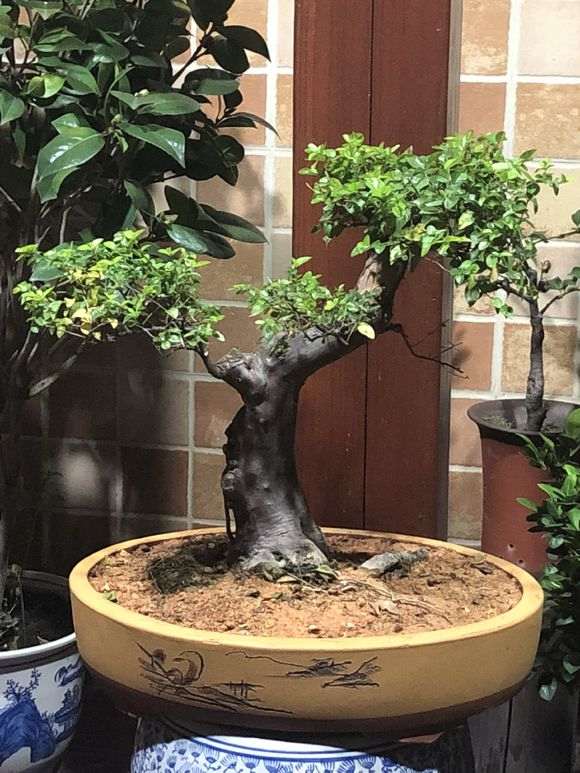 雀梅下山桩叶子开始发黄是什么原因
