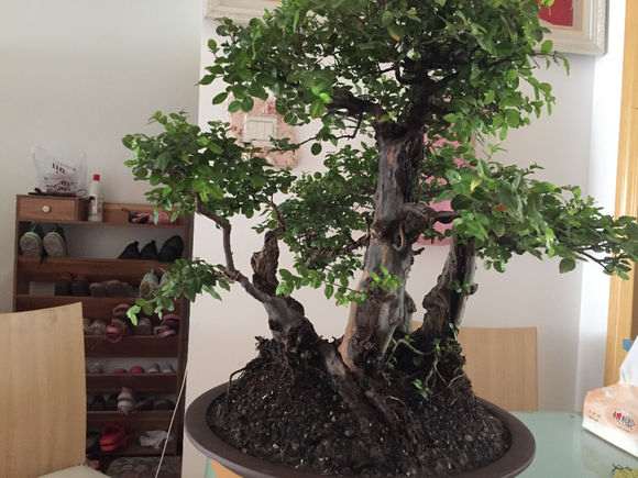 雀梅下山桩的价格贵是有它道理的