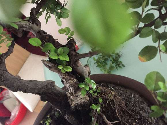 雀梅下山桩的价格贵是有它道理的