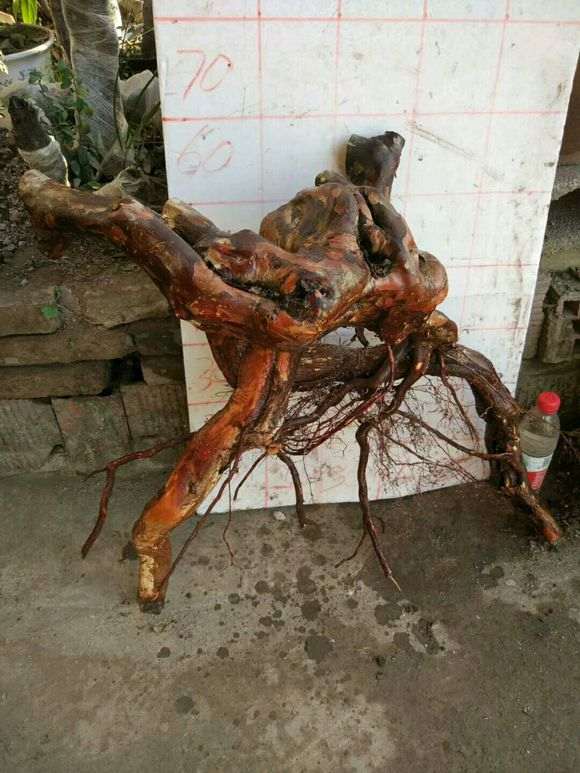 雀梅下山桩一个月了套袋喷水怎么还不来芽