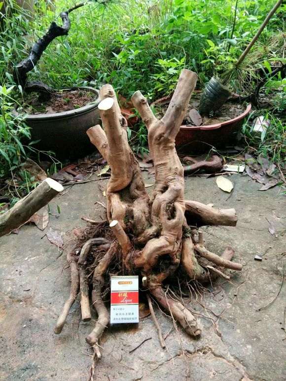 这雀梅下山桩死了两条水线 2000价格贵吗
