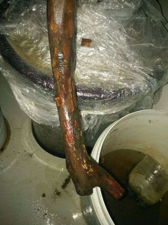 雀梅下山桩纯河沙栽了