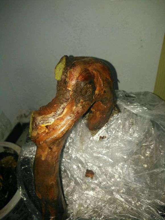 雀梅下山桩纯河沙栽了