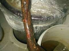 雀梅下山桩纯河沙栽了10多天 是不是死了