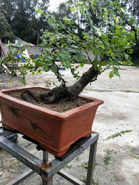 雀梅盆景到底是地养好还是不好