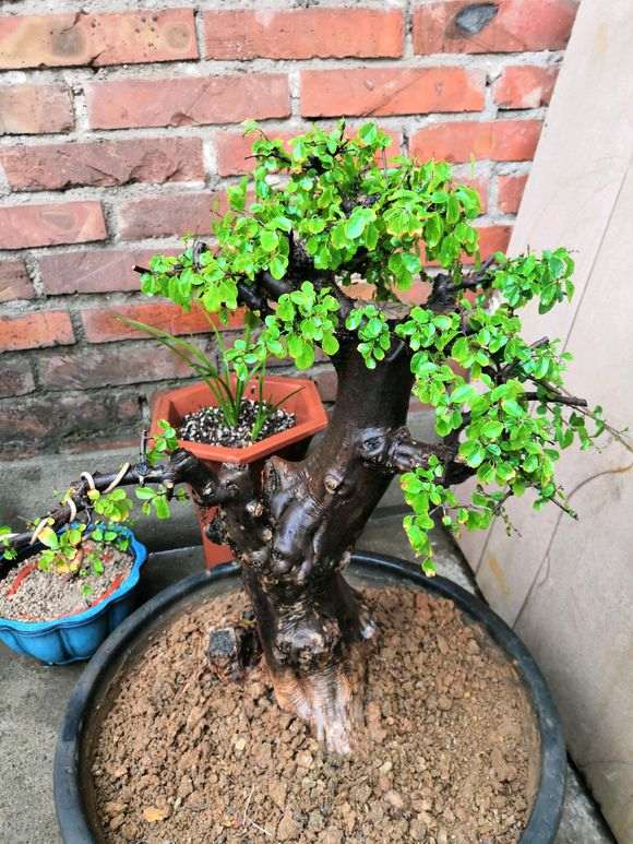 雀梅盆景地栽上盆天天碰喷水 还不行