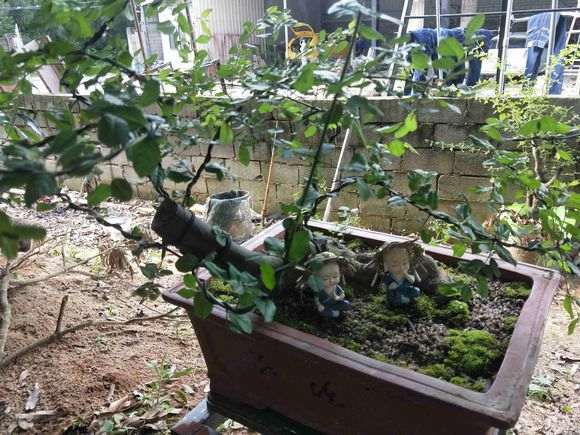 雀梅下山桩来芽后杆子发霉 为什么