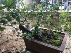 雀梅下山桩来芽后杆子发霉 为什么