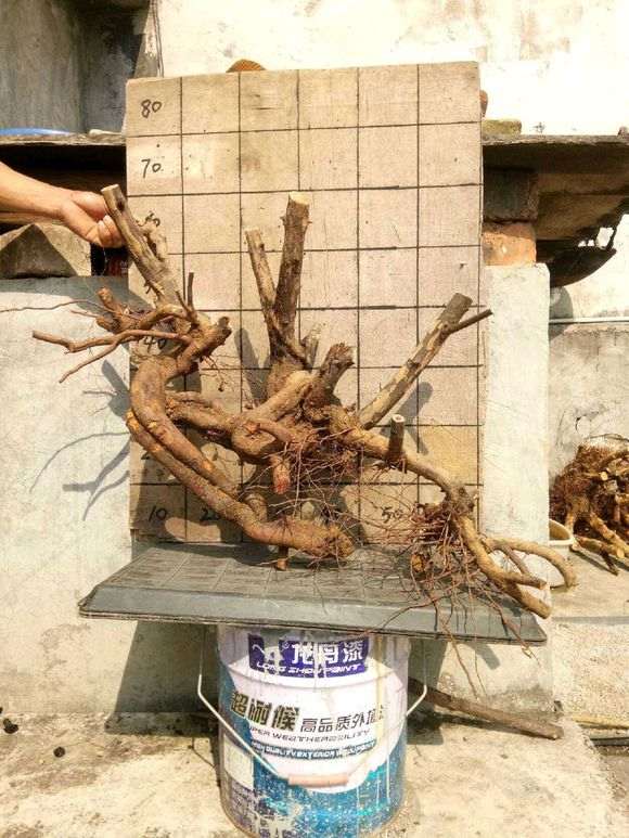这棵雀梅下山桩 大家猜价格多少