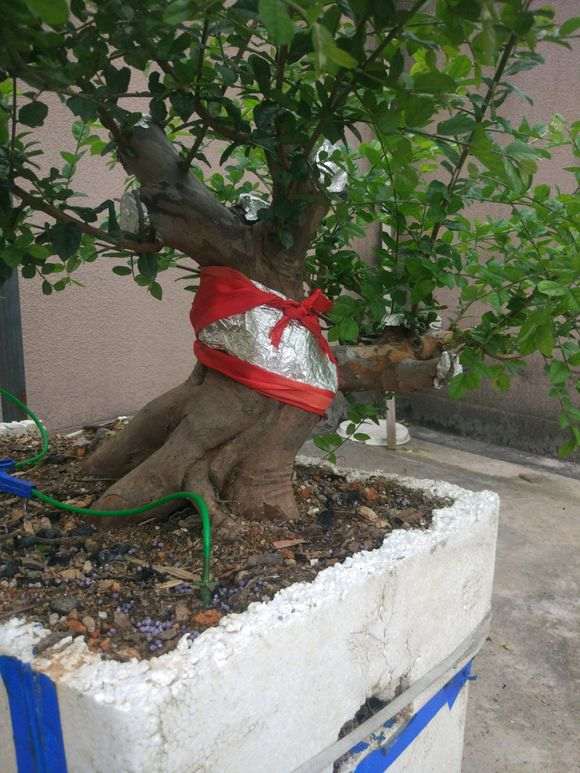 在楼顶养护雀梅下山桩的方法