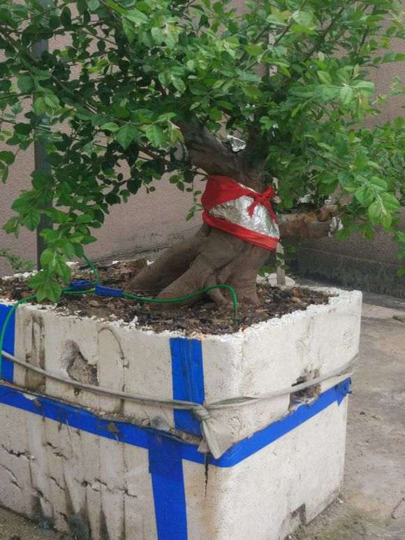 在楼顶养护雀梅下山桩的方法