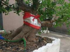 在楼顶养护雀梅下山桩的方法