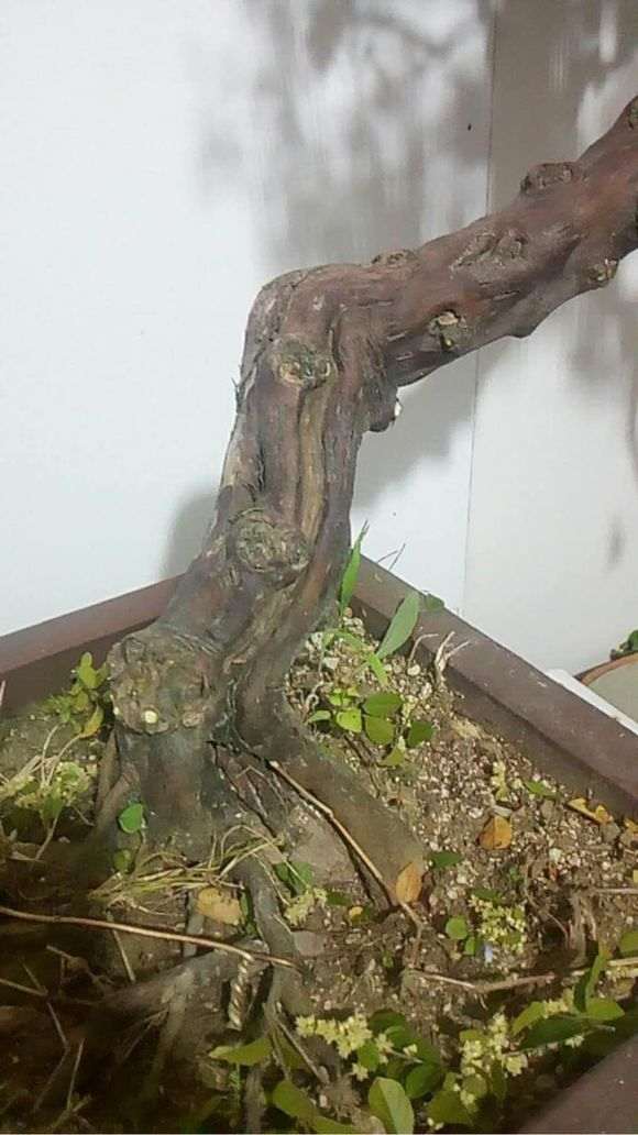 雀梅下山桩种植10年 摘叶后的图片展示