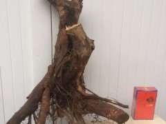 挺喜欢这个雀梅下山桩 上画 名为《随》